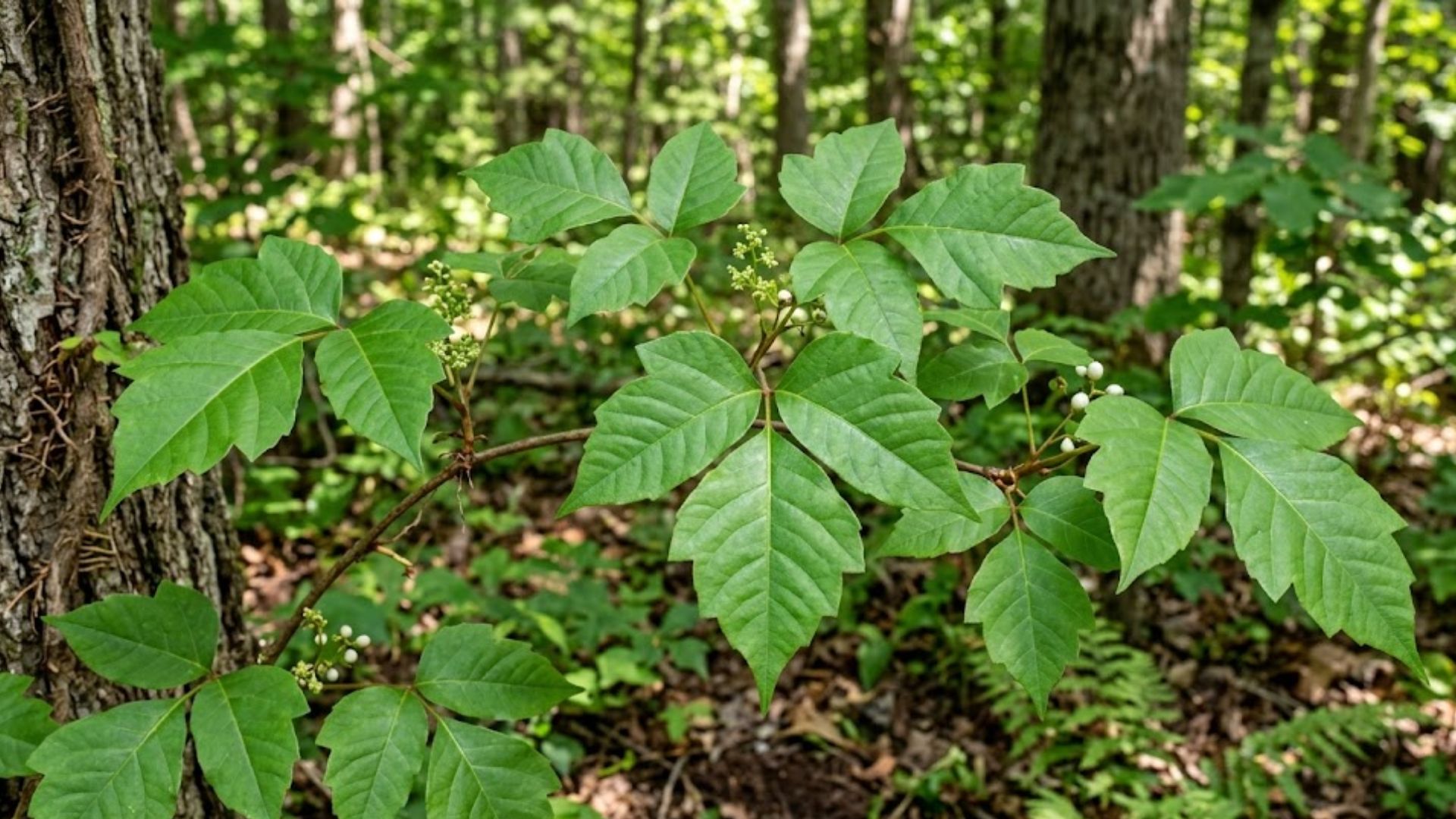 what does poison ivy look like